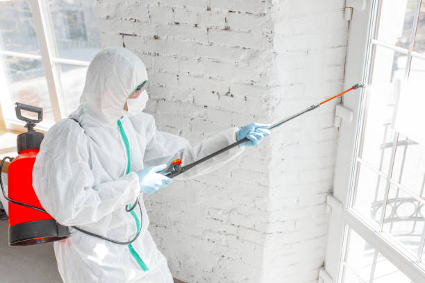 Best Basement Mold Removal  in Oral City, FL